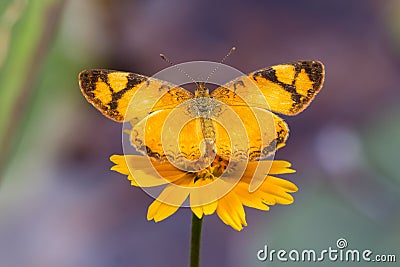 Butterfly Stock Photo