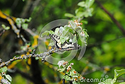 Butterfly on a tree branch in spring Stock Photo