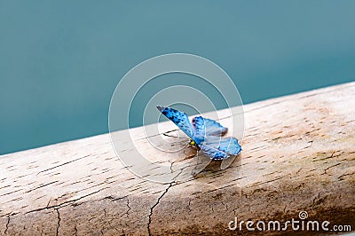 Butterfly on a tree Stock Photo