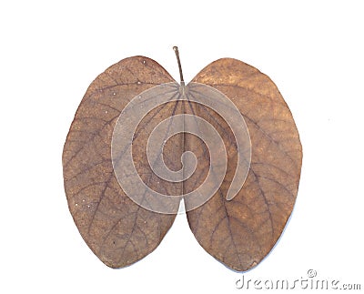 Butterfly tree leaf isolated Stock Photo