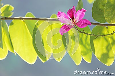 Butterfly Tree, Orchid Tree, Purple Bauhinia Beautiful pink flow Stock Photo