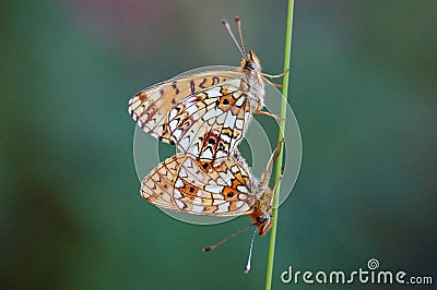 Butterfly two one Stock Photo