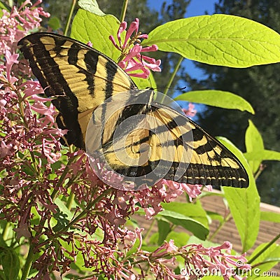 Butterfly Stock Photo