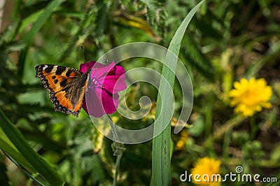 Butterfly urticaria on the flower. Stock Photo