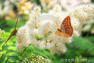 Butterfly urticaria sits on a flower Stock Photo