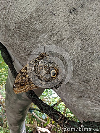 Butterfly Using Camouflage Stock Photo