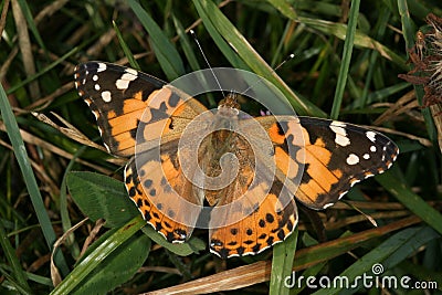 Butterfly Vanessa Cardui Stock Photo