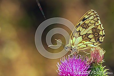butterfly gorgeous Stock Photo