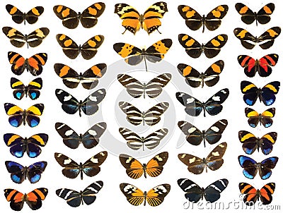 Butterfly Vectors on White Background Vector Illustration