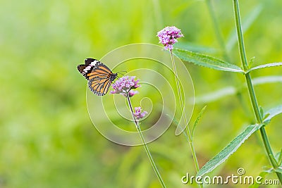 Butterfly on vervain flower in garden Stock Photo