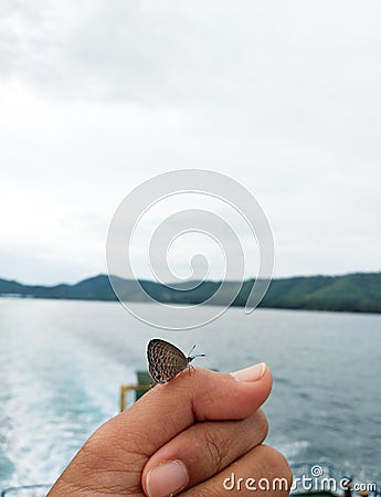 This butterfly is very beautiful. Makes the eyes dazzled by its beauty. Stock Photo