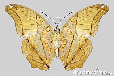 Butterfly Vindula dejone underside Stock Photo
