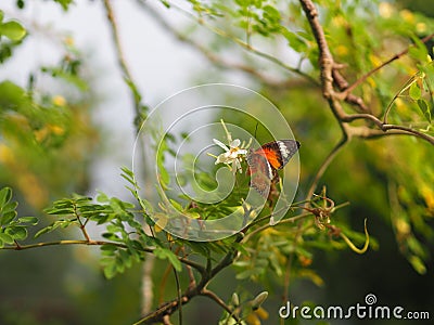 Butterfly was drinking nectar next to the wasp flower drumstick tree, insect animal Stock Photo
