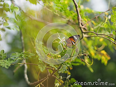 Butterfly was drinking nectar next to the wasp flower drumstick tree, insect animal Stock Photo