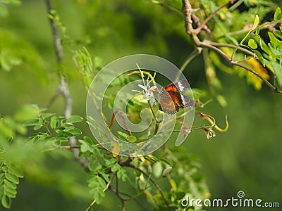 Butterfly was drinking nectar next to the wasp flower drumstick tree, insect animal Stock Photo