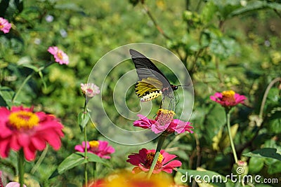 Butterfly watching flower Stock Photo