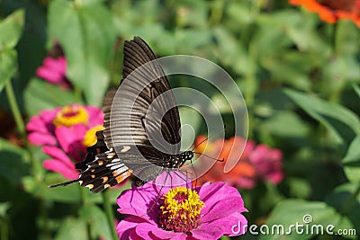 Butterfly watching flower Stock Photo