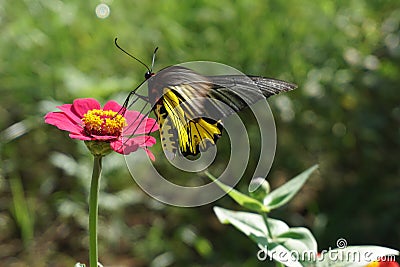 Butterfly watching pink flowers in the garden Stock Photo