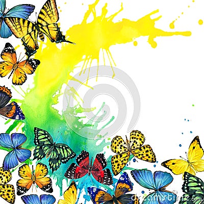 Butterfly and watercolor splash background Stock Photo