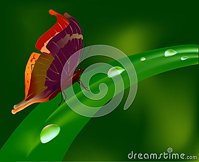 Butterfly and waterdrop Vector Illustration