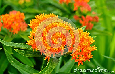 Butterfly Weed (Asclepias tuberosa) Milkweed Stock Photo