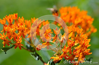 Butterfly Weed flowerets attract pollinating insects Stock Photo