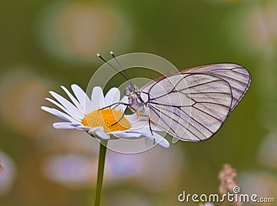 Butterfly on a white daisy in a green field Stock Photo