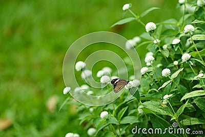 Butterfly on white flowers with green theme Stock Photo