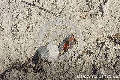 butterfly on a white lime soil Stock Photo