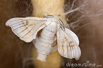 Silk moth on yellow silk cocoon Stock Photo