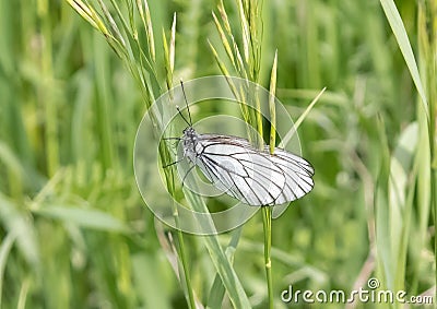 butterfly with white wings Stock Photo