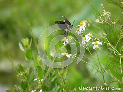 Butterfly & Wildflowers Stock Photo