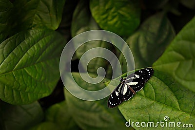 Butterfly, wildlife nature. Heliconius atthis, the false zebra longwing, butterfly from Mexico in Central America. Heliconius, Stock Photo