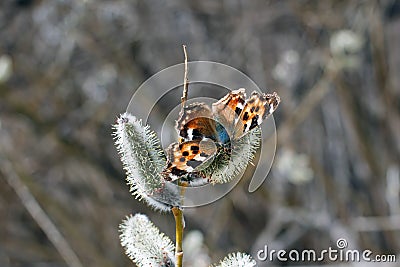 Butterfly on willow, early spring. Stock Photo
