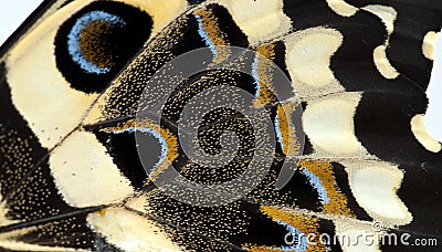 Butterfly Wing Stock Photo