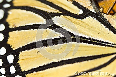 Butterfly wing closeup Stock Photo