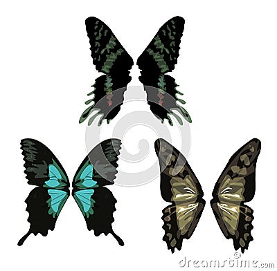 Butterfly wings Vector Illustration