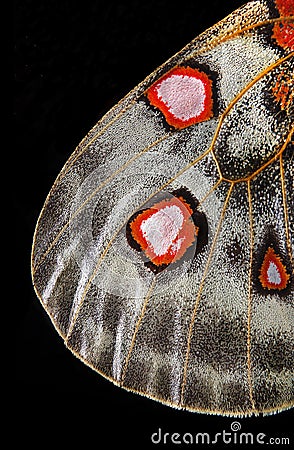 Butterfly wings texture, close-up. apollo parnassius butterfly wings. butterfly wings pattern Stock Photo