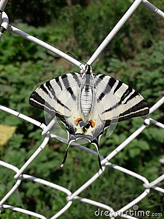 butterfly on the wire fence Stock Photo