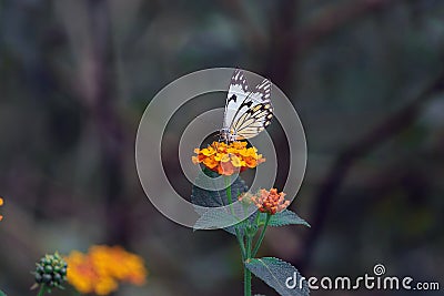 Butterfly on work. Stock Photo