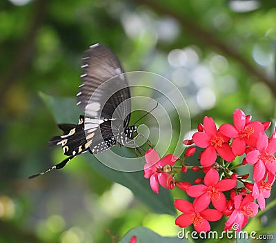 Butterfly at Work Stock Photo