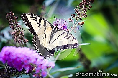 Butterfly Stock Photo