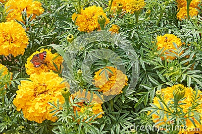 Butterfly on yellow blooming marigold. Beauty in nature Stock Photo