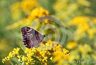 Butterfly on yellow flower Stock Photo