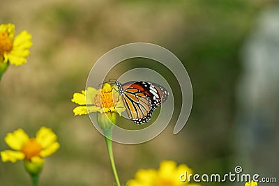 Butterfly on yellow flower closeup antina Stock Photo