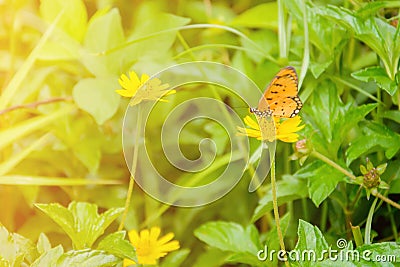 Butterfly on yellow flowers nature background Stock Photo
