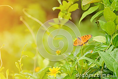 Butterfly on yellow flowers nature background Stock Photo