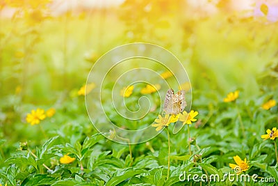 Butterfly on yellow flowers nature background Stock Photo