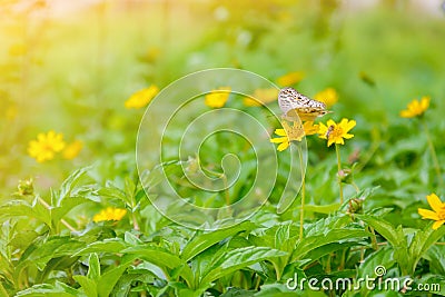 Butterfly on yellow flowers nature background Stock Photo