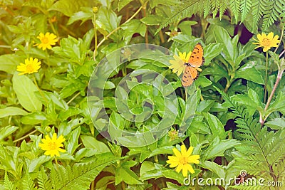 Butterfly on yellow flowers nature background Stock Photo